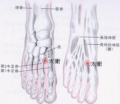 虎口位置|醫砭 » 經穴庫 » 虎口